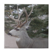 D25 Mule Deer Buck Fliese (Vorderseite)