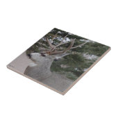 D25 Mule Deer Buck Fliese (Seite)