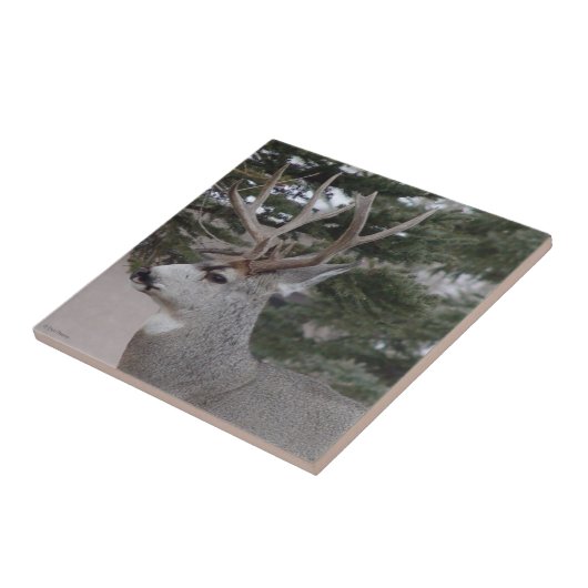 D25 Mule Deer Buck Fliese (Seite)