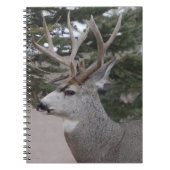 D25 Mule Deer Buck Head Shot Notizblock (Vorderseite)