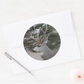 D25 Mule Deer Buck Head Shot Runder Aufkleber (Umschlag)