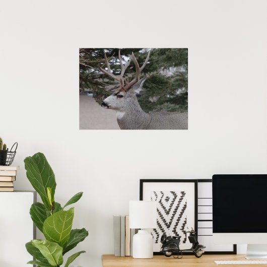 D25 Mule Deer Buck Poster (Heimbüro)