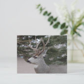 D25 Mule Deer Buck Postkarte (Stehend Vorderseite)
