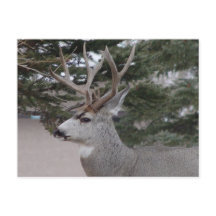 D25 Mule Deer Buck