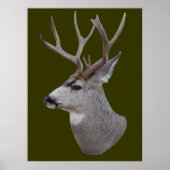 D27 Mule Deer Buck Head Poster (Vorne)