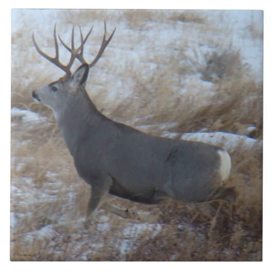 D28 Mule Deer Buck Running Fliese (Vorderseite)