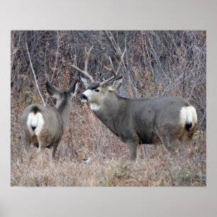 D29 Maultierhirsch Bock und Hirschkuh Poster