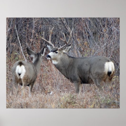 D29 Maultierhirsch Bock und Hirschkuh Poster (Vorne)