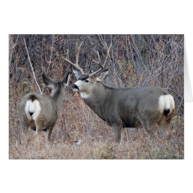 D29 Mule Deer (Vorderseite (Horizontal))