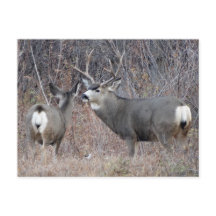 D29 Mule Deer Buck and Doe