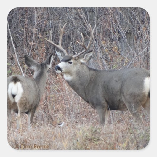 D29 Mule Deer Buck and Doe Quadratischer Aufkleber (Vorderseite)