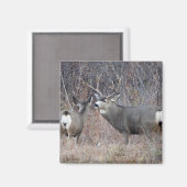 D29 Mule Deer Magnet (Vorderseite/Rückseite)