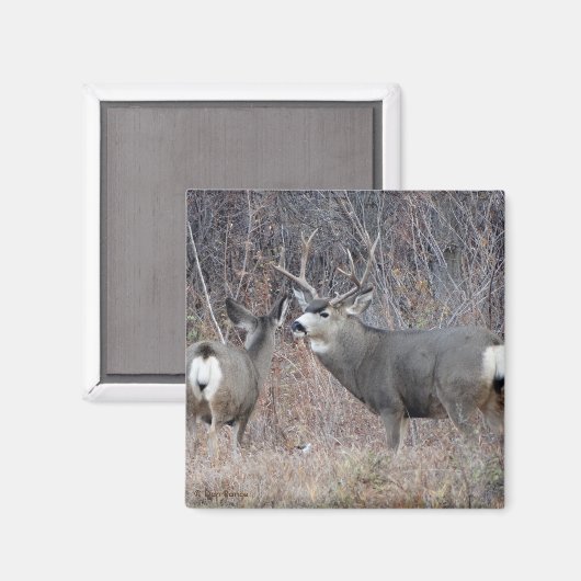D29 Mule Deer Magnet (Vorderseite/Rückseite)