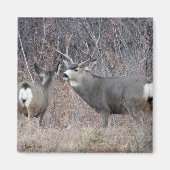 D29 Mule Deer Magnet (Vorne)