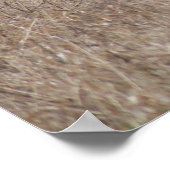 D2 Weißschwanzbucken für Hirsche in Baumwollwälder Poster (Ecke)