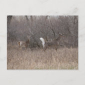 D2 Weißschwanzbucken für Hirsche in Baumwollwälder Postkarte (Vorderseite)