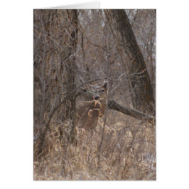 D2 Weißschwanzhirsche in Cottonwood-Bäumen