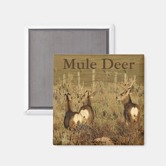 D30 Mule Deer Bucks Magnet (Vorderseite/Rückseite)