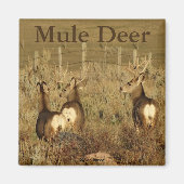 D30 Mule Deer Bucks Magnet (Vorne)