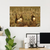 D30 Mule Deer Bucks Poster (Heimbüro)