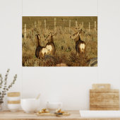 D30 Mule Deer Bucks Poster (Küche)