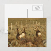 D30 Mule Deer Bucks Postkarte (Vorne/Hinten)