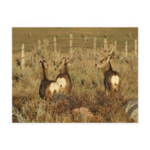D30 Mule Deer Bucks