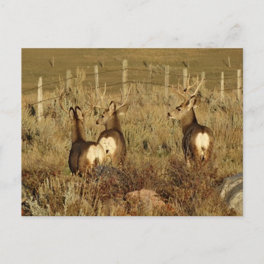 D30 Mule Deer Bucks Postkarte (Vorderseite)