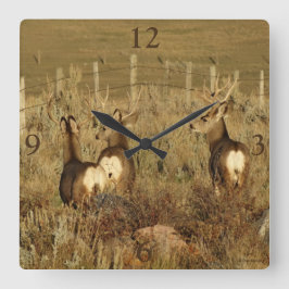 D30 Mule Deer Bucks Quadratische Wanduhr