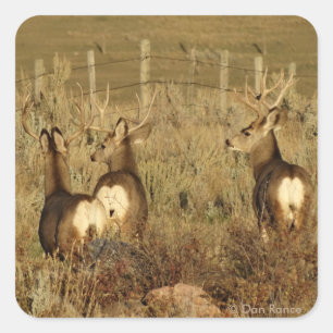D30 Mule Deer Bucks Quadratischer Aufkleber