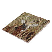 D31 Weiß-angebundene Rotwild in den Unkräutern Fliese (Seite)