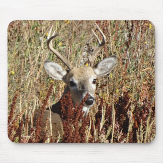 D31 Weiß-angebundene Rotwild in den Unkräutern Mousepad (Vorne)