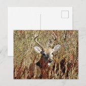 D31 Weißschwanzhirsche im Unkraut Postkarte (Vorne/Hinten)