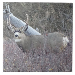 D32 Maultierhirsch Bock Fliese