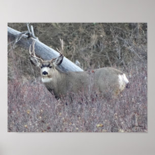 D32 Maultierhirsch Bock Poster