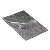D32 Mule Deer Buck Notizblock (Rechte Seite)