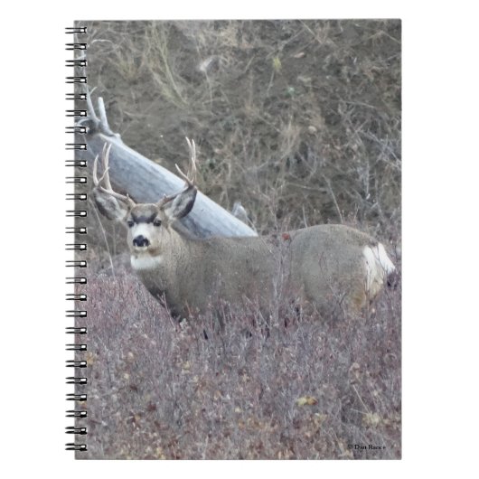 D32 Mule Deer Buck Notizblock (Vorderseite)