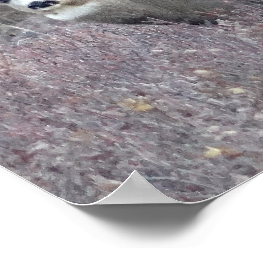 D32 Mule Deer Buck Poster (Ecke)