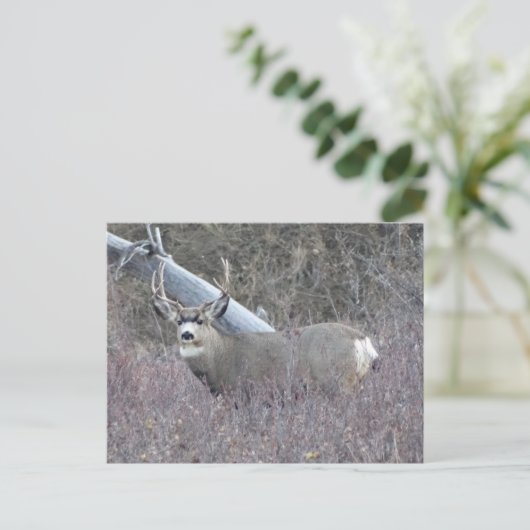 D32 Mule Deer Buck Postkarte (Stehend Vorderseite)