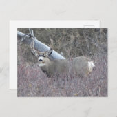 D32 Mule Deer Buck Postkarte (Vorne/Hinten)
