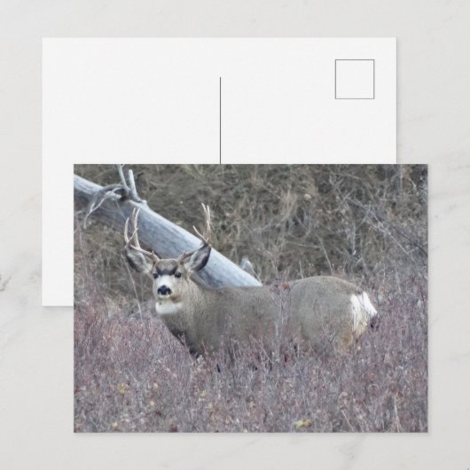 D32 Mule Deer Buck Postkarte (Vorne/Hinten)