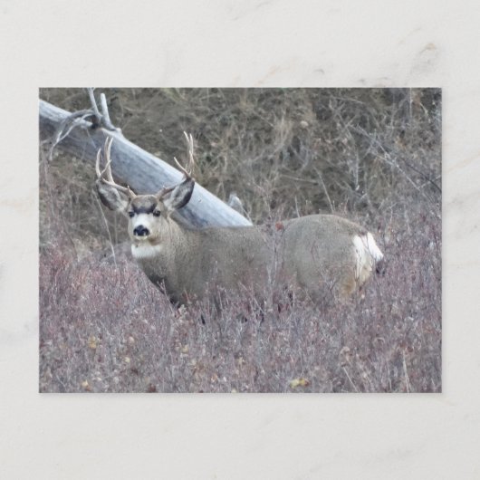 D32 Mule Deer Buck Postkarte (Vorderseite)