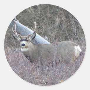 D32 Mule Deer Buck Runder Aufkleber