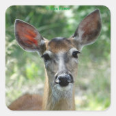 D33 Aufkleber mit weißer Schwanzflosse (Vorderseite)