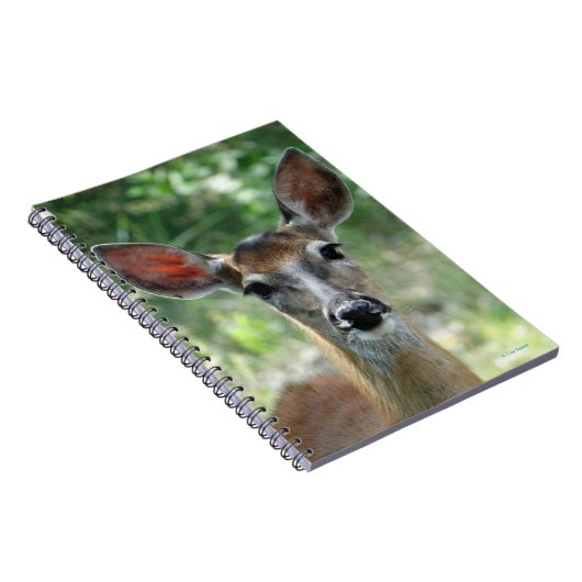 D33 Weißschwanz Notizblock (Rechte Seite)