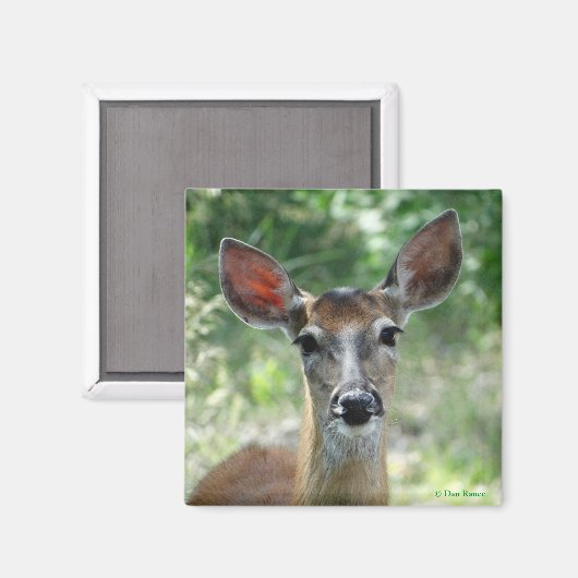 D33 Weißschwanzmagnet Magnet (Vorderseite/Rückseite)