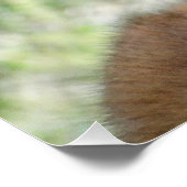 D33 Weißschwanzposter Poster (Ecke)