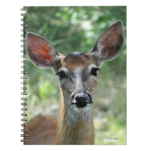 D33 Weißwedelhirsch Weibchen Notizblock
