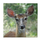 D33 White-tailed Deer Doe Fliese (Vorderseite)