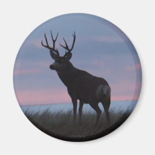 D3 Maultierhirsch Sonnenaufgang Bock Magnet